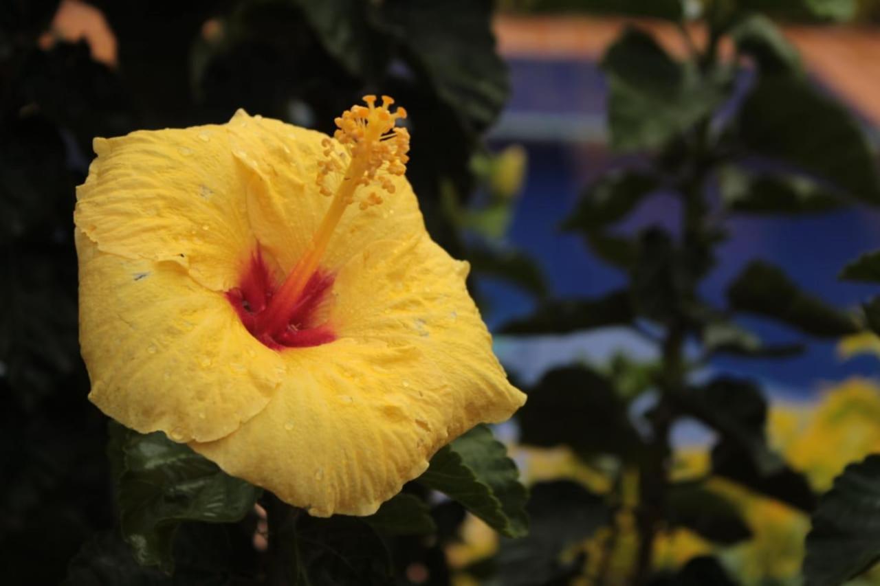 Finca Hotel El Diamante Calarcá 外观 照片