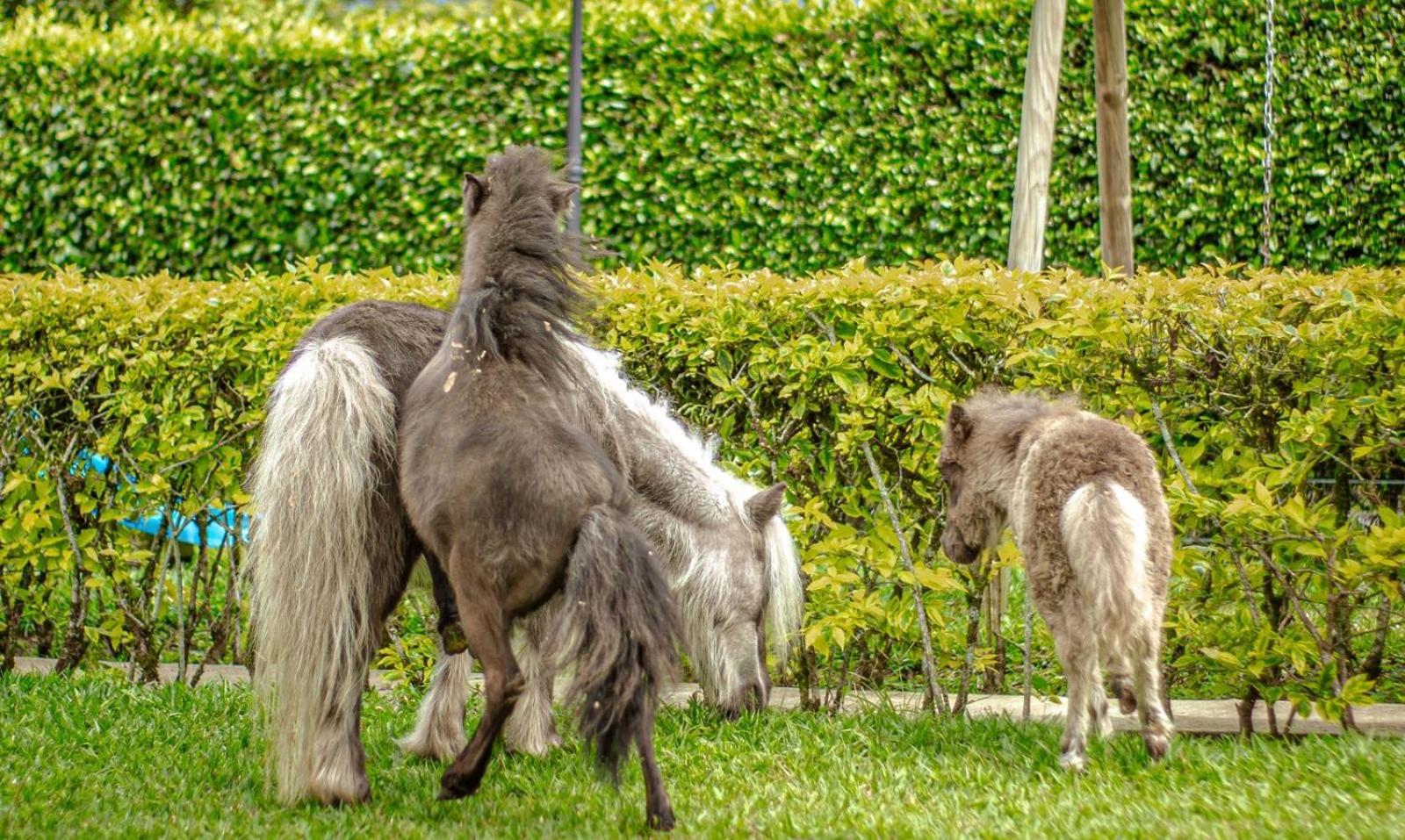 Finca Hotel El Diamante Calarcá 外观 照片