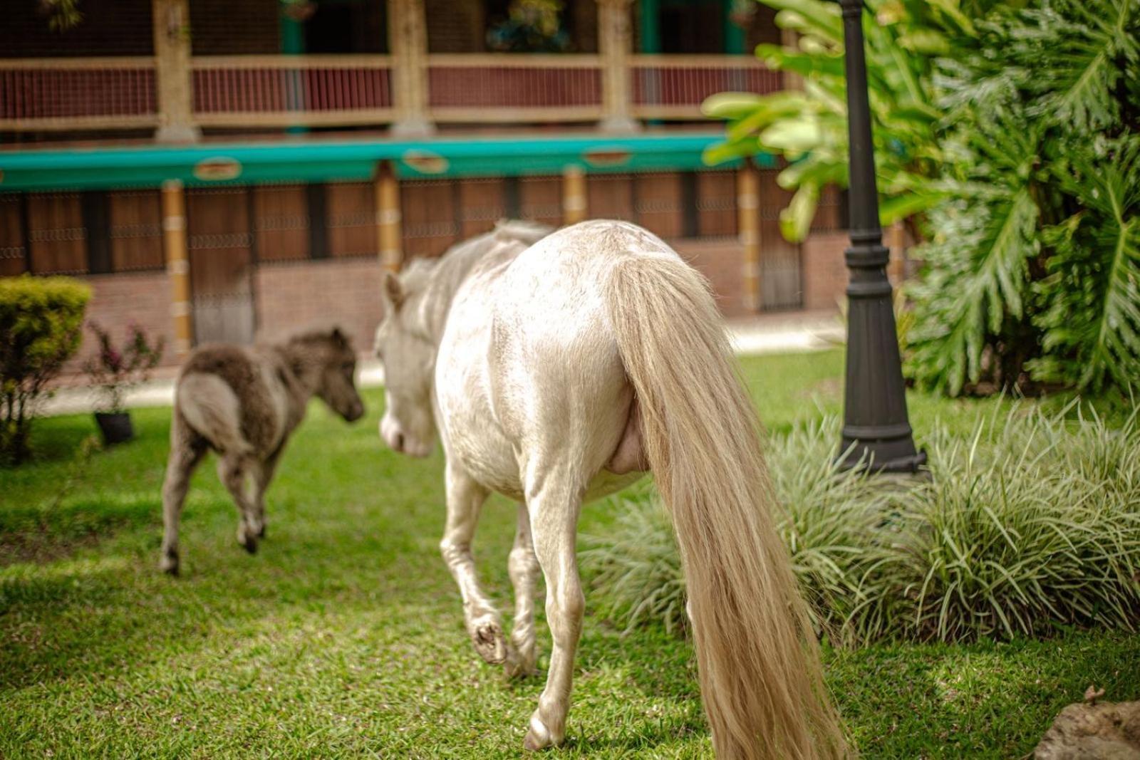 Finca Hotel El Diamante Calarcá 外观 照片